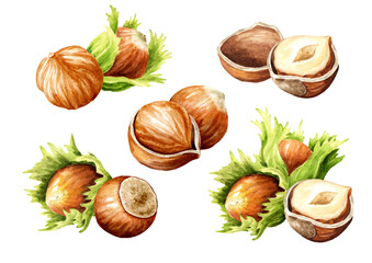 Hazelnut  kernels and leaves. Hand drawn watercolor illustration isolated on white background