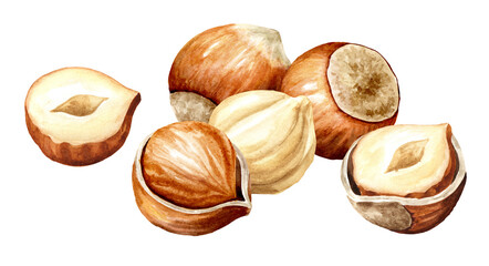 Hazelnut  kernels and leaves. Hand drawn watercolor illustration isolated on white background