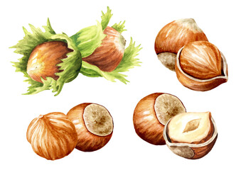 Hazelnut  kernels and leaves. Hand drawn watercolor illustration isolated on white background
