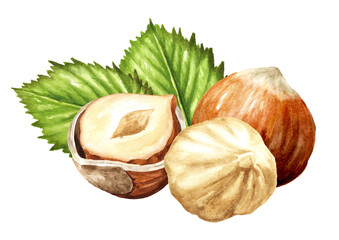 Hazelnut  kernels and leaves. Hand drawn watercolor illustration isolated on white background