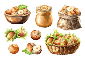 Hazelnuts set. Hand drawn watercolor illustration, isolated on white background