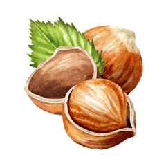 Hazelnut  kernels and leaves. Hand drawn watercolor illustration isolated on white background