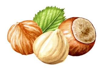 Hazelnut  kernels and leaves. Hand drawn watercolor illustration isolated on white background