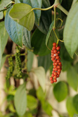 Pimenta do reino vermelha e verde no pé