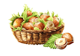 Basket with hazelnut nuts. Hand drawn watercolor illustration isolated on white background