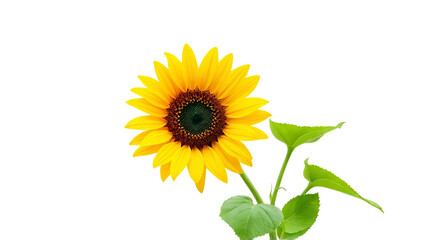 Fototapeta premium Isolated sunflower blossom yellow petals and green leaves against black backdrop on transparent background