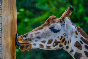 portrait of a giraffe