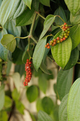 Pimenta do reino vermelha e verde no pé