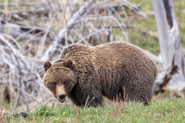 Fototapeta premium Grizzly Bear in Springtime in Yellowstone National Park Wyoming