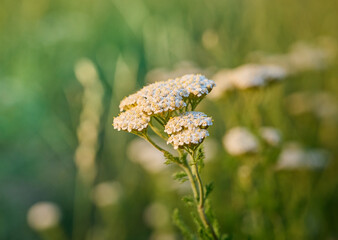 Common yarrow (Achillea) white flowers close up. Medicinal organic natural herbs, plants concept. Wild yarrow, wildflower.п