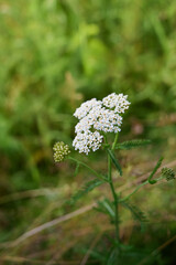 Common yarrow (Achillea) white flowers close up. Medicinal organic natural herbs, plants concept. Wild yarrow, wildflower.п