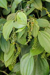 Pimenta do reino verde