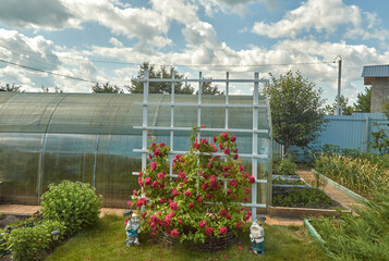 A bush of bright red roses blooms in a garden plot. Russia, Ulyanovsk