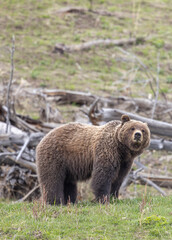 Obraz premium Grizzly Bear in Springtime in Yellowstone National Park Wyoming
