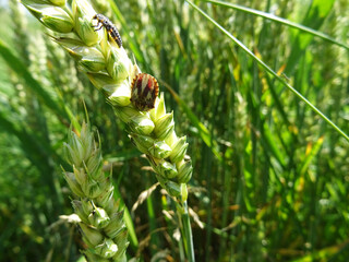 Eurygaster integriceps is a pest of agricultural plants in natural conditions