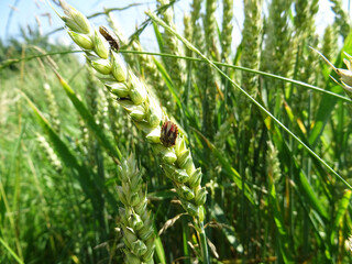 Eurygaster integriceps is a pest of agricultural plants in natural conditions