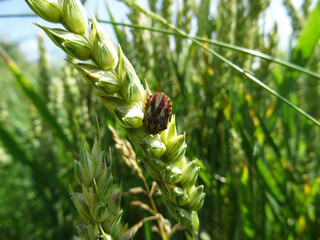 Eurygaster integriceps is a pest of agricultural plants in natural conditions