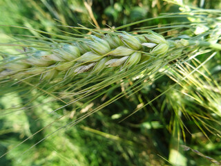Ripe ear of wheat in a pocket, background close-up image