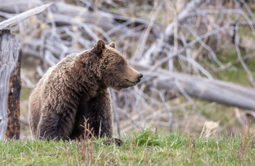 Fototapeta premium Grizzly Bear in Springtime in Yellowstone National Park Wyoming