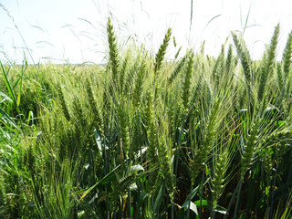 Ripe ear of wheat in a pocket, background close-up image