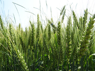 Ripe ear of wheat in a pocket, background close-up image