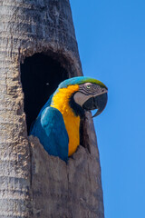 Macaw Brazilian exotic bird Arara Caninde