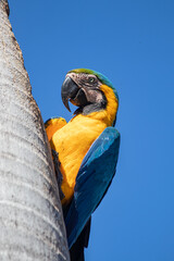 Macaw Brazilian exotic bird Arara Caninde © Fernando Branco