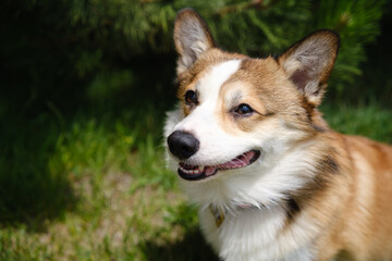 Portrait of a red and white Pembroke Welsh Corgi outdoors, with green grass and pine background. The dog looks to the side with a gentle expression and a slight smile
