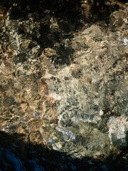 The river of the forest