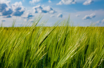 Lush barley field (Hordeum vulgare) under a bright sky