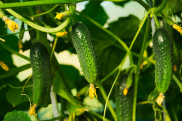 Fresh green young cucumbers are growing in the greenhouse.