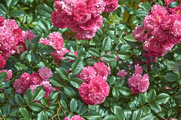 Close-up of a climbing rose bush with pink flowers