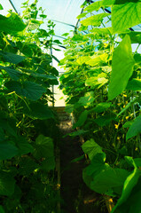 Fresh green young cucumbers are growing in the greenhouse.