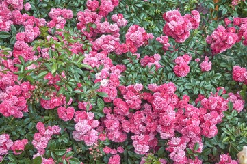 Naklejka premium Close-up of a climbing rose bush with pink flowers