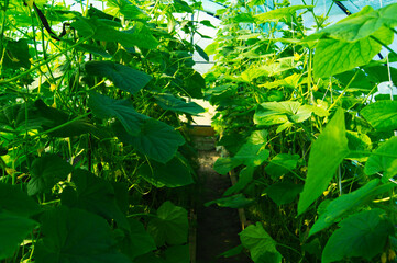 Fresh green young cucumbers are growing in the greenhouse.