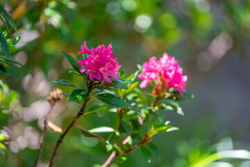 Alpenrosen in the Swiss National Park