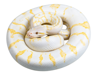 Platinum Reticulated Python Coiled Elegantly with Shimmering Scales, isolated on transparent background PNG