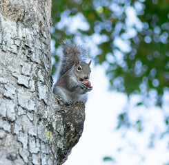 木の上で舌を出してナッツを食べるトウブハイイロリス