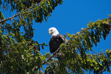 Weißkopfseeadler auf einem Ast