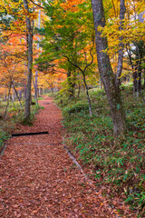 紅葉の森　八千穂高原自然園