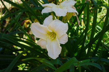 Blooming Hemerocallis - Daylily white flowers