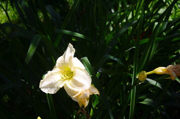 Blooming Hemerocallis - Daylily white flowers