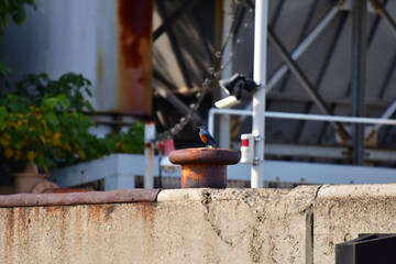 工場のイソヒヨドリ