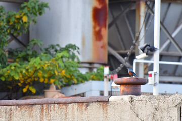 工場のイソヒヨドリ