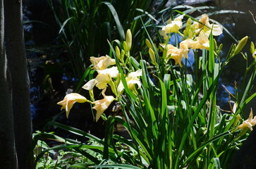 Blooming Hemerocallis - Daylily white flowers