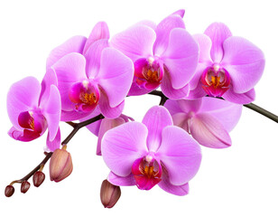 Obraz premium Branch of Magenta Orchids with Multiple Open Blooms and Buds, isolated on transparent background PNG