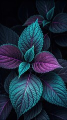 Fototapeta premium Close up of textured teal and purple leaves with dark background leaf plant