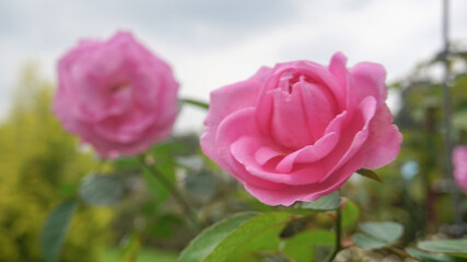 Beautiful light roses and rosebuds in the midday sun in the rose garden, close-up, selective focus. Natural background