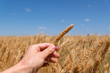 Harvest abundance and food source concept. A hand holds a golden grain against a vast agricultural field.Close-up of a hand holding a golden wheat ear. The background is a blurred rural landscape.