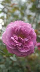 Beautiful light roses and rosebuds in the midday sun in the rose garden, close-up, selective focus. Natural background
